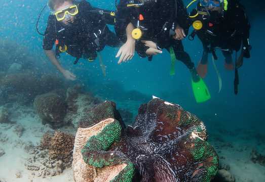 Cairns: Great Barrier Reef Cruise & 10 Minute Helicopter AUD 445.99