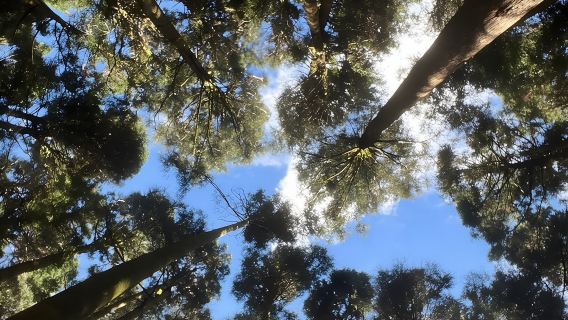 Alishan Join-in Day Tour from Taichung (Incl. Park Entrance)