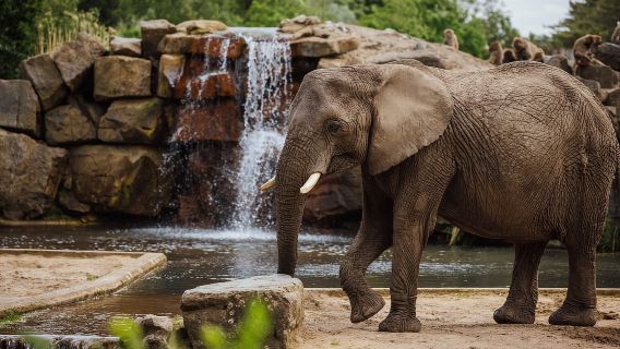 Hilvarenbeek: Safaripark Beekse Bergen Entry Ticket