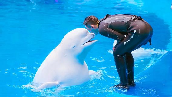天津海合安極地海洋公園ワンデーツアー∣プライベートツアー 入場チケット付き お迎えサービス