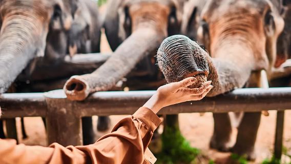 Полудневный тур в слоновий заповедник Самуй — Samui Elephant Spa