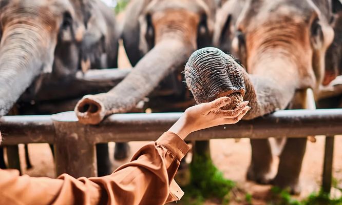 Полудневный тур в слоновий заповедник Самуй — Samui Elephant Spa