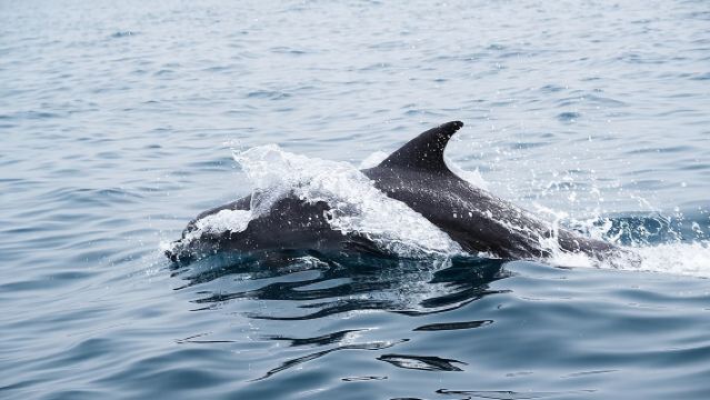 Excursions d'observation des dauphins à Oman