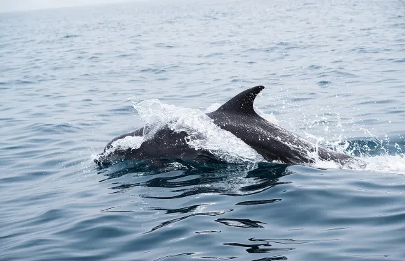 阿曼海豚觀賞之旅