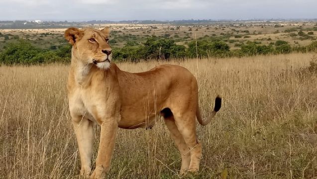 1 Tagesausflug Nairobi-Nationalpark, Giraffencenter & Karen Blixen