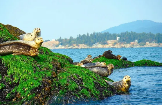 溫哥華市區及海豹棲息地觀光遊船之旅