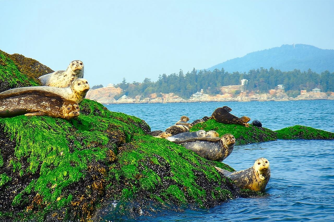Vancouver City and Seal Colony Scenic Boat Tour