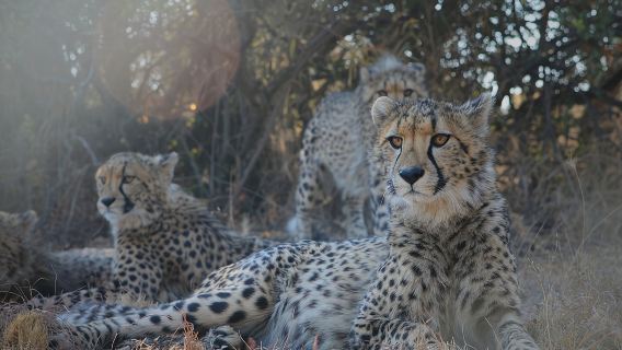 Lawatan Separuh Hari Johannesburg Lion Park