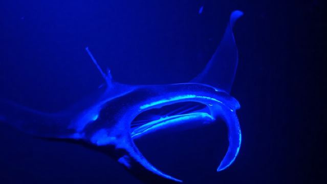 เกาะบิ๊กไอส์แลนด์: ผจญภัยดำน้ำตื้นชมปลากระเบนราหูยามค่ำคืนที่ไคลัว-โคนา