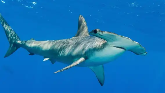 นิวซีแลนด์วาร์กเวิร์ธดำน้ำแบบสกูบาได้รับการรับรอง 9 ชั่วโมง [Hammerhead Experience Dive Charter]