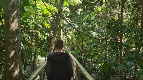 Partenza dalla Gold Coast: tour di un giorno alla scoperta del monte Tamborine