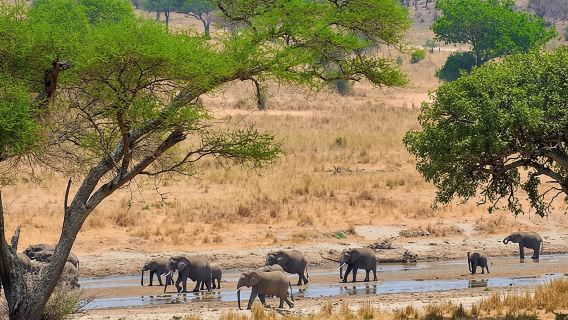 아루샤: 타랑기레 국립공원 당일 여행