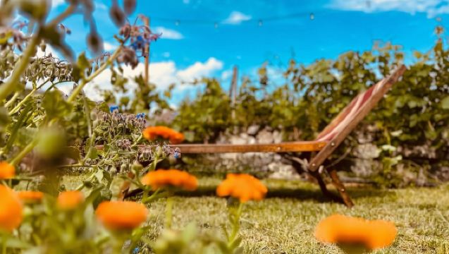 Vineyard Tour and Wine Tasting