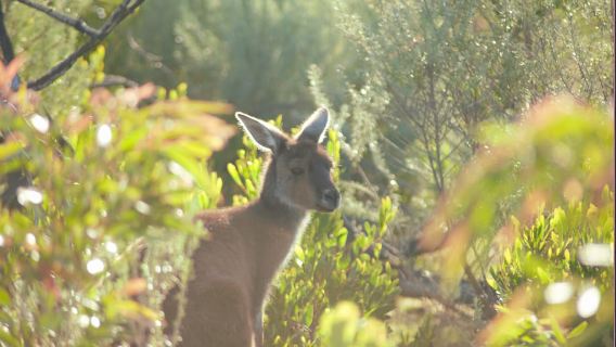 From Pemberton: Half-Day Beach and Forest Eco Adventure