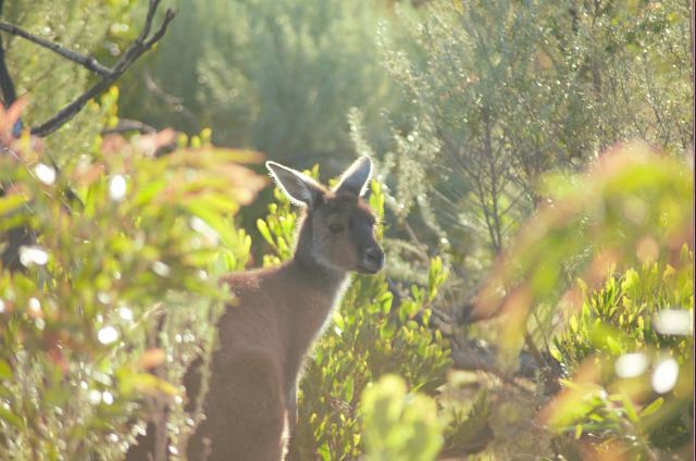 From Pemberton: Half-Day Beach and Forest Eco Adventure