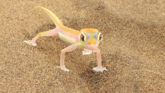 Walvis Bay: ทัศนศึกษาทะเลทรายด้วยรถ 4x4 ไปยัง Sandwich Harbour Bay