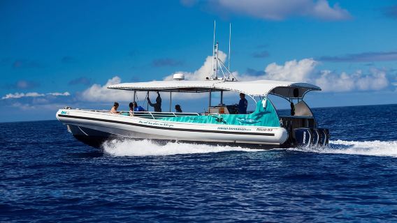 Dolphin Watch Snorkel and BBQ in Kona, Big Island