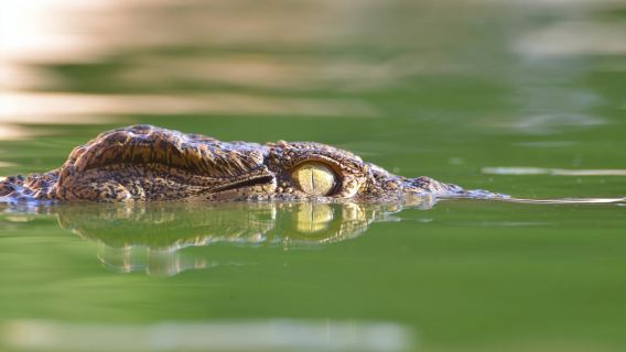 Agadir: Crocoparc Skip-the-Line Entry Ticket