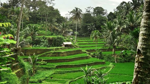 Bali: Explore North Bali Customized Day Tour