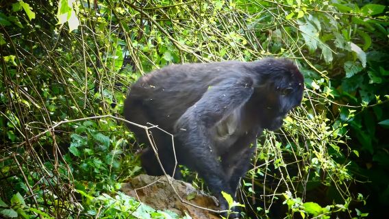 Tour di 1 giorno per osservare i gorilla a Bwindi da Kigali