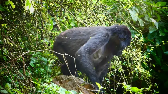 Tour di 1 giorno per osservare i gorilla a Bwindi da Kigali