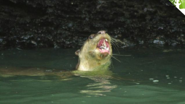 Langkawi: Kilim River Mangrove Safari Kayaking Tour