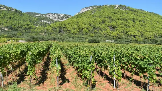 Korčula Wein- und Sightseeing-Tour: Aussichten, Verkostungen und Geschichten