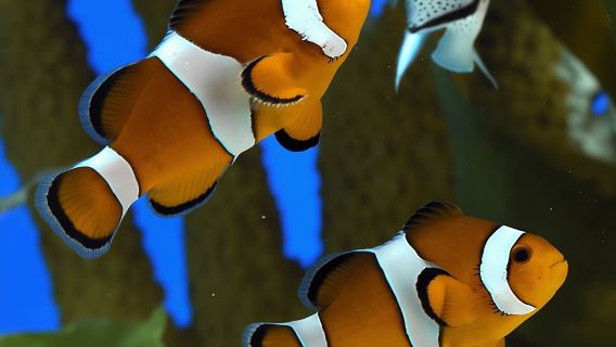 L'Aquàrium de Barcelona - Ticket