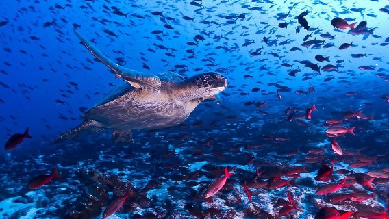 Snorkeling! & Cahuita national park Private Sightseeing Tours