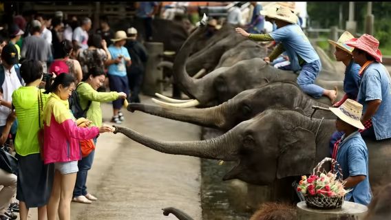 태국 치앙마이 매땡 코끼리 훈련 캠프 당일 치기 여행