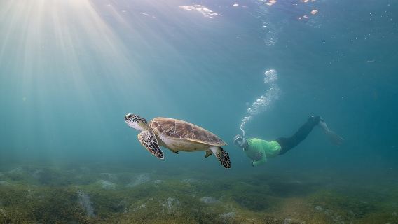 Snorkeling Tour with Fish and Turtles in San Juan