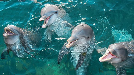 Delphinus Dolphin Experiences at Playa Mujeres