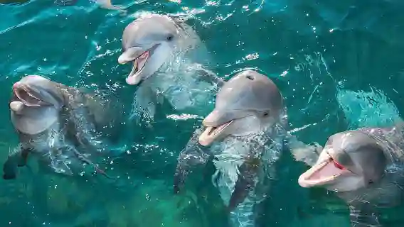 Delphinus Dolphin Experiences at Playa Mujeres