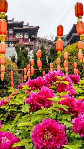 【國際牡丹節-山東菏澤】牡丹賞花+老城曹州+商業街等遊玩景點