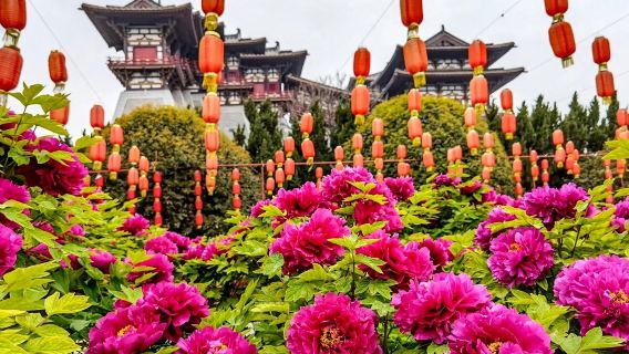 洛陽一日遊-神州牡丹園+白馬寺+十字街+麗景門+應天門