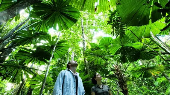 tour di un giorno a Cairns con la foresta pluviale di Daintree, la gola di Mossman e Capo Tribolazione [tour approfondito con pranzo incluso]