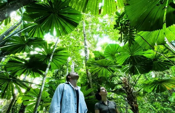 開恩茲丹翠雨林+莫斯曼峽谷＋苦難角一日遊【深度遊丨含午餐】