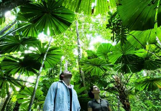 Cairns Daintree Rainforest + Mossman Gorge Cultural Centre + Cape Tribulation 1-day tour [In-depth tour | Lunch included] AUD 215.72