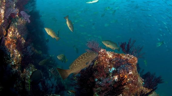 3 Tank Combo Cabo Reserve & Corridor, Certified Divers with MANTA