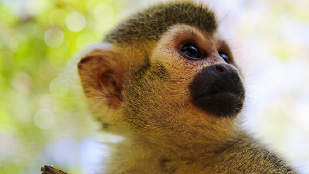 Akumal Monkey Sanctuary & Rescued Animals