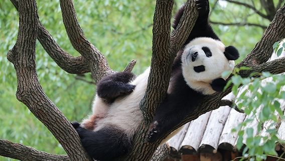 Shanghai Wild Animal Park Giant Panda Viewing and Carnivore Feeding Experience 1-day tour