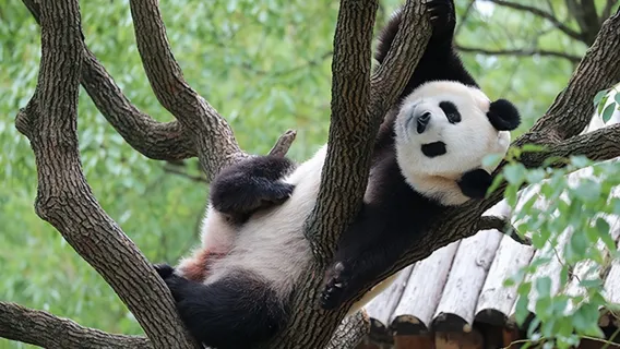Shanghai Wild Animal Park Giant Panda Viewing and Carnivore Feeding Experience 1-day tour