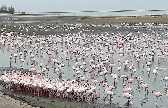 三明治港探險之旅：觀賞海豹與三明治港沙丘駕駛體驗