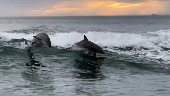 Clearwater Encounters with Dolphins Tour