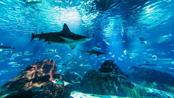 พิพิธภัณฑ์สัตว์น้ำบาร์เซโลนา: บัตรเข้าชม