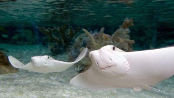シーライフアリゾナ水族館一般入場料