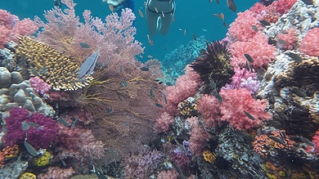 Koh Lipe: Excursión de snorkel en barco de cola larga con almuerzo
