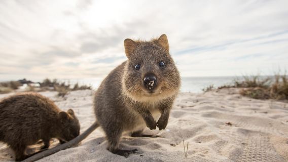 Hillarys Boat Harbour : transfert en ferry vers l'île de Rottnest