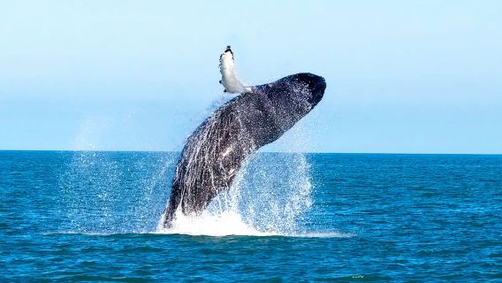 沖縄座間味でホエールウォッチングの日帰りツアー【冬季限定プラン|ホエールウォッチング|北谷発