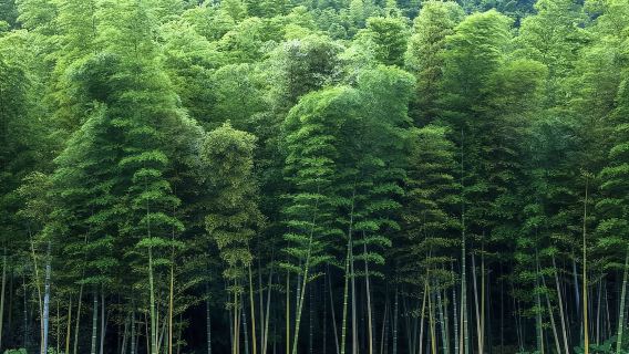 In-depth 1-day Chongqing Yongchuan Leheledu Tour